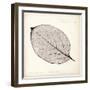 Persimmon Leaf-Booker Morey-Framed Art Print