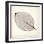 Persimmon Leaf-Booker Morey-Framed Art Print