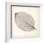 Persimmon Leaf-Booker Morey-Framed Art Print