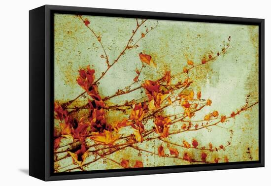 Persimmon-Andrew Michaels-Framed Stretched Canvas