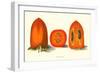 Persimmon-null-Framed Art Print