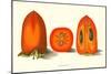 Persimmon-null-Mounted Art Print