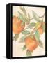 Persimmons-unknown VanDyk-Framed Stretched Canvas