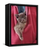 Person Carrying Domestic Cat, Blue Burmese Kitten Zipped into Jacket-Jane Burton-Framed Stretched Canvas