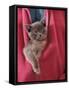 Person Carrying Domestic Cat, Blue Burmese Kitten Zipped into Jacket-Jane Burton-Framed Stretched Canvas