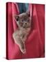 Person Carrying Domestic Cat, Blue Burmese Kitten Zipped into Jacket-Jane Burton-Stretched Canvas