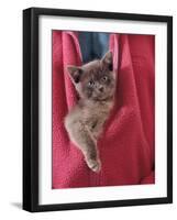 Person Carrying Domestic Cat, Blue Burmese Kitten Zipped into Jacket-Jane Burton-Framed Photographic Print