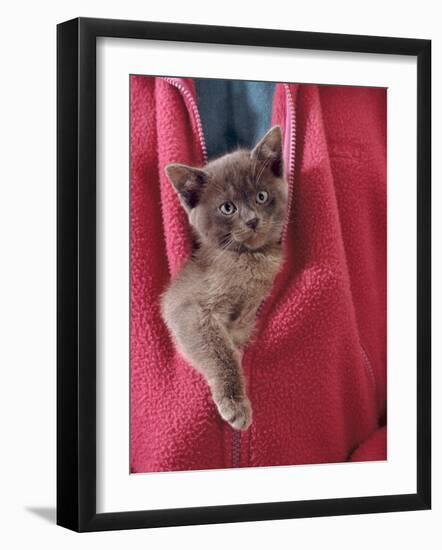 Person Carrying Domestic Cat, Blue Burmese Kitten Zipped into Jacket-Jane Burton-Framed Photographic Print