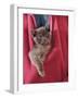 Person Carrying Domestic Cat, Blue Burmese Kitten Zipped into Jacket-Jane Burton-Framed Photographic Print