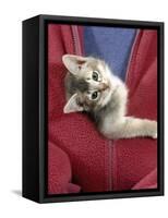 Person Carrying Domestic Cat, Blue Ticked Tabby Kitten Zipped into Front of Jacket-Jane Burton-Framed Stretched Canvas