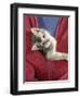 Person Carrying Domestic Cat, Blue Ticked Tabby Kitten Zipped into Front of Jacket-Jane Burton-Framed Premium Photographic Print