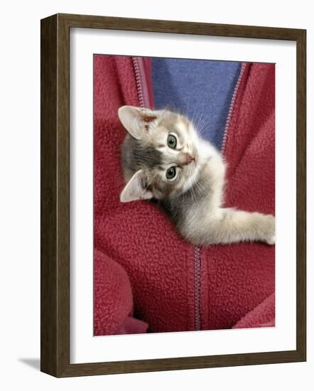 Person Carrying Domestic Cat, Blue Ticked Tabby Kitten Zipped into Front of Jacket-Jane Burton-Framed Photographic Print