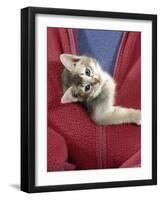 Person Carrying Domestic Cat, Blue Ticked Tabby Kitten Zipped into Front of Jacket-Jane Burton-Framed Photographic Print