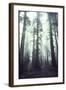Person Dwarfed by Massive Redwoods Breaking Through Morning Fog and Sunlight-Ralph Crane-Framed Photographic Print