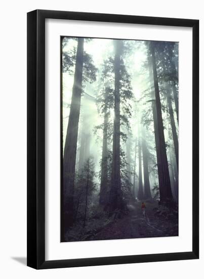 Person Dwarfed by Massive Redwoods Breaking Through Morning Fog and Sunlight-Ralph Crane-Framed Photographic Print