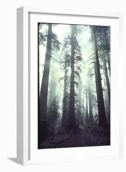 Person Dwarfed by Massive Redwoods Breaking Through Morning Fog and Sunlight-Ralph Crane-Framed Photographic Print