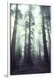 Person Dwarfed by Massive Redwoods Breaking Through Morning Fog and Sunlight-Ralph Crane-Framed Photographic Print