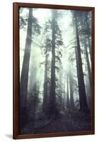 Person Dwarfed by Massive Redwoods Breaking Through Morning Fog and Sunlight-Ralph Crane-Framed Photographic Print