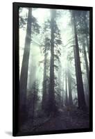 Person Dwarfed by Massive Redwoods Breaking Through Morning Fog and Sunlight-Ralph Crane-Framed Photographic Print