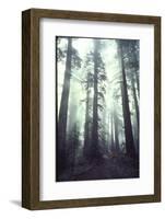 Person Dwarfed by Massive Redwoods Breaking Through Morning Fog and Sunlight-Ralph Crane-Framed Photographic Print