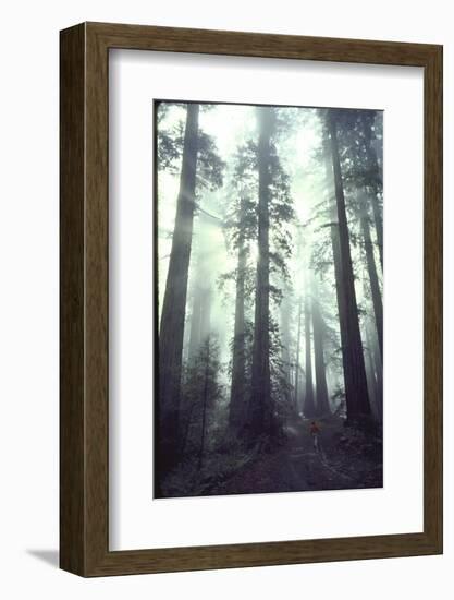 Person Dwarfed by Massive Redwoods Breaking Through Morning Fog and Sunlight-Ralph Crane-Framed Photographic Print