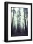 Person Dwarfed by Massive Redwoods Breaking Through Morning Fog and Sunlight-Ralph Crane-Framed Photographic Print