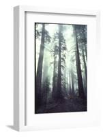 Person Dwarfed by Massive Redwoods Breaking Through Morning Fog and Sunlight-Ralph Crane-Framed Photographic Print