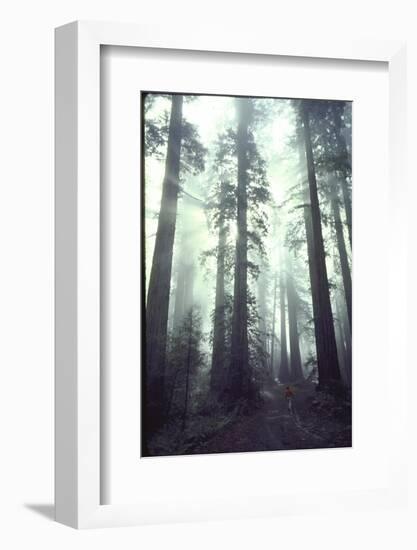 Person Dwarfed by Massive Redwoods Breaking Through Morning Fog and Sunlight-Ralph Crane-Framed Photographic Print