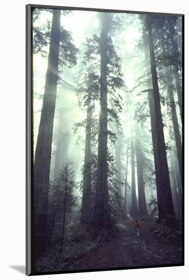 Person Dwarfed by Massive Redwoods Breaking Through Morning Fog and Sunlight-Ralph Crane-Mounted Photographic Print