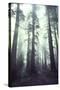 Person Dwarfed by Massive Redwoods Breaking Through Morning Fog and Sunlight-Ralph Crane-Stretched Canvas