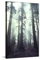 Person Dwarfed by Massive Redwoods Breaking Through Morning Fog and Sunlight-Ralph Crane-Stretched Canvas