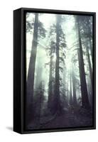 Person Dwarfed by Massive Redwoods Breaking Through Morning Fog and Sunlight-Ralph Crane-Framed Stretched Canvas