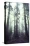 Person Dwarfed by Massive Redwoods Breaking Through Morning Fog and Sunlight-Ralph Crane-Stretched Canvas