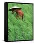 Person in Rice Paddies, Bali, Indonesia-Peter Adams-Framed Stretched Canvas