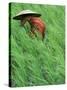 Person in Rice Paddies, Bali, Indonesia-Peter Adams-Stretched Canvas
