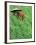 Person in Rice Paddies, Bali, Indonesia-Peter Adams-Framed Photographic Print