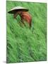 Person in Rice Paddies, Bali, Indonesia-Peter Adams-Mounted Photographic Print