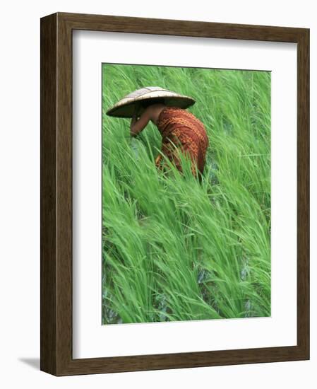 Person in Rice Paddies, Bali, Indonesia-Peter Adams-Framed Photographic Print