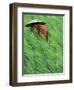 Person in Rice Paddies, Bali, Indonesia-Peter Adams-Framed Photographic Print