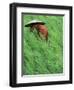 Person in Rice Paddies, Bali, Indonesia-Peter Adams-Framed Photographic Print