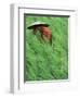 Person in Rice Paddies, Bali, Indonesia-Peter Adams-Framed Photographic Print