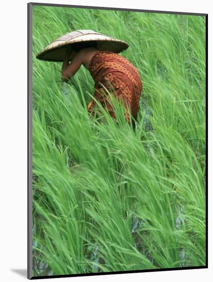 Person in Rice Paddies, Bali, Indonesia-Peter Adams-Mounted Photographic Print