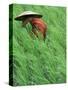 Person in Rice Paddies, Bali, Indonesia-Peter Adams-Stretched Canvas