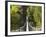 Person on Huon Swinging Bridge Over Huon River, Tahune Forest Reserve, Tasmania, Australia-David Wall-Framed Photographic Print