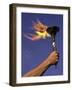 Person's Hand Holding a Flaming Torch-null-Framed Photographic Print