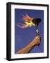 Person's Hand Holding a Flaming Torch-null-Framed Photographic Print