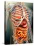 Perspective View of Human Body, Whole Organs And Bones-Stocktrek Images-Stretched Canvas