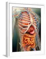 Perspective View of Human Body, Whole Organs And Bones-Stocktrek Images-Framed Photographic Print