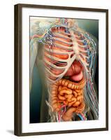 Perspective View of Human Body, Whole Organs And Bones-Stocktrek Images-Framed Photographic Print