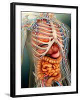 Perspective View of Human Body, Whole Organs And Bones-Stocktrek Images-Framed Photographic Print